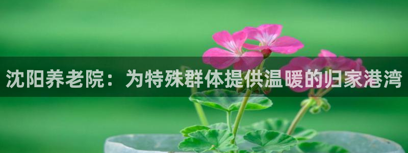 韦德网站是多少